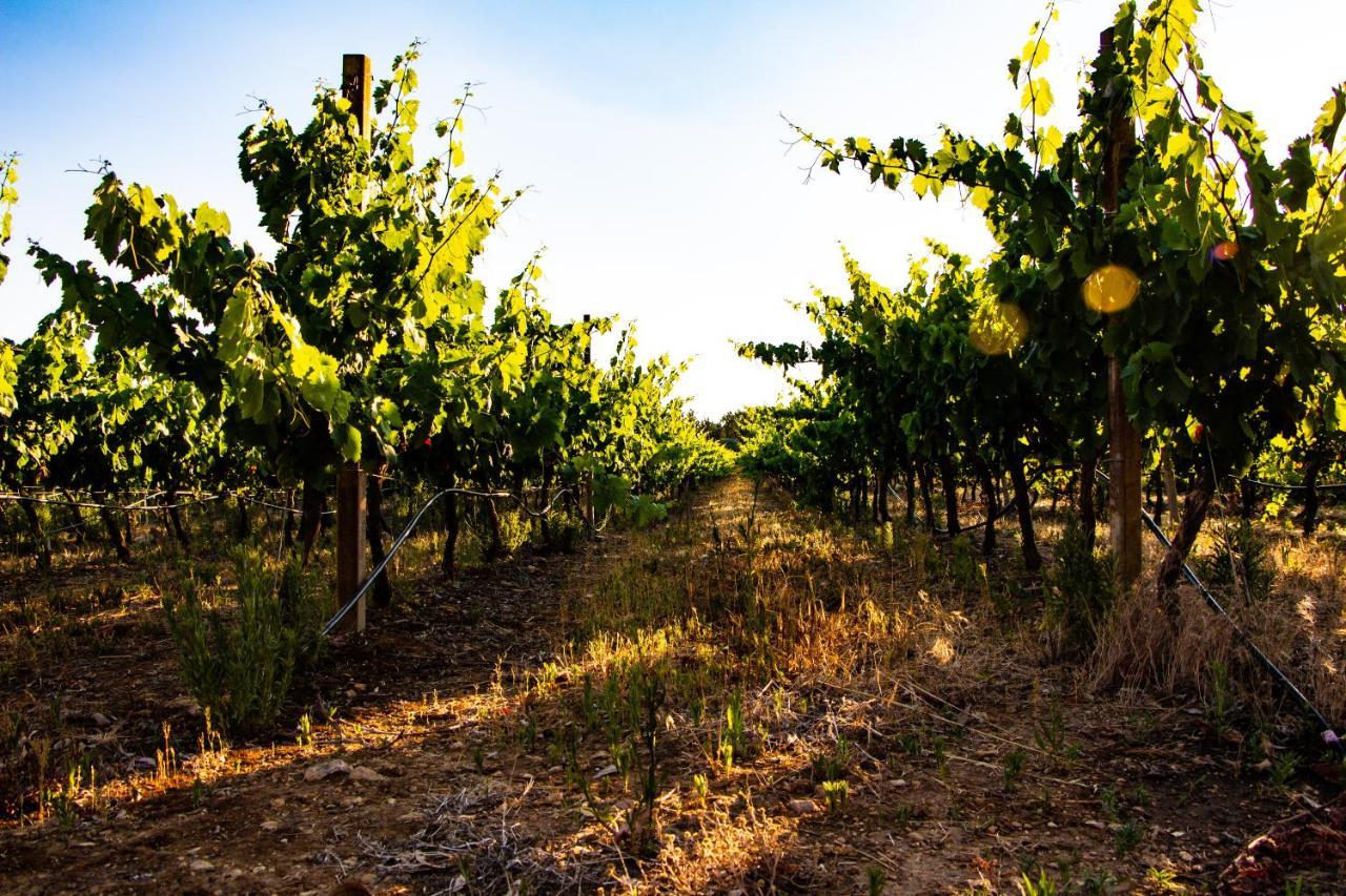 The Vineyards Panzió Alghero Kültér fotó