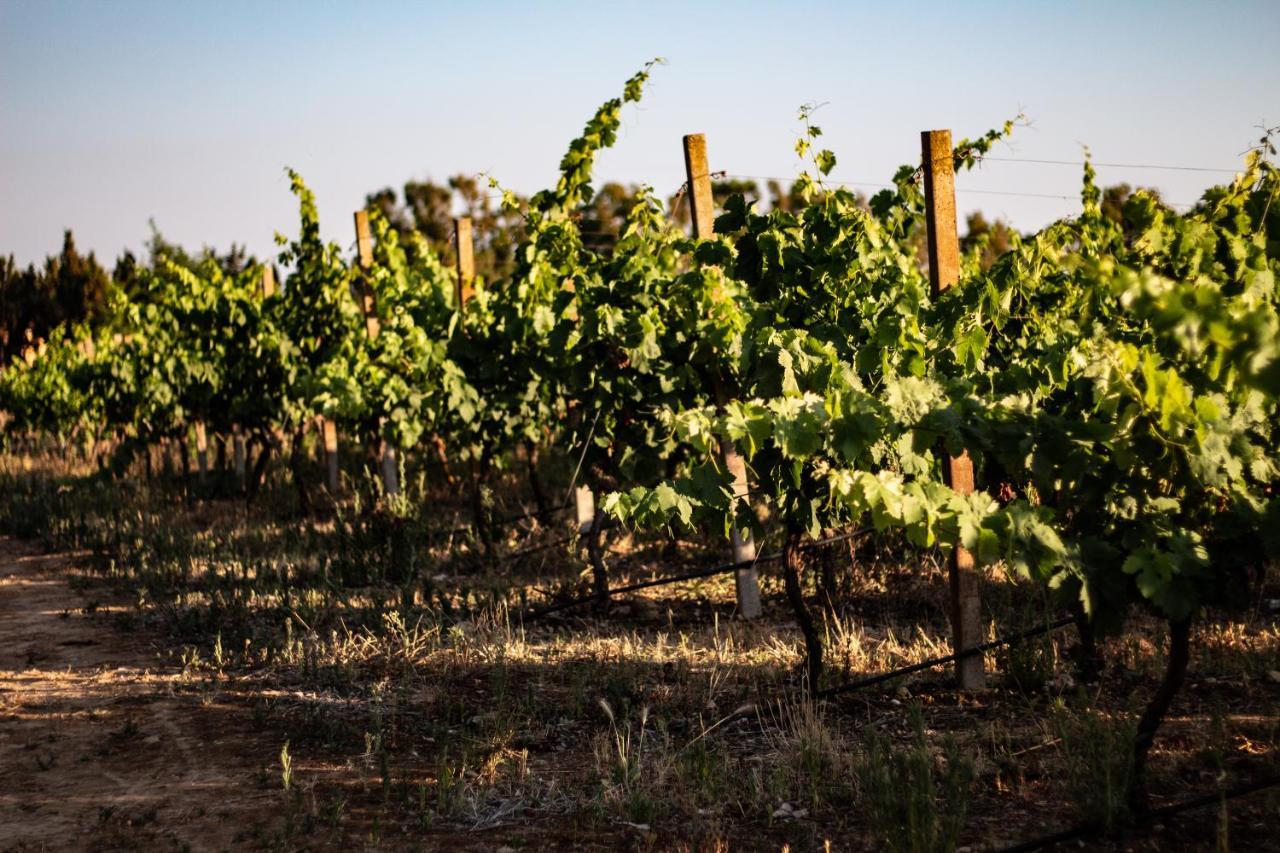 The Vineyards Panzió Alghero Kültér fotó